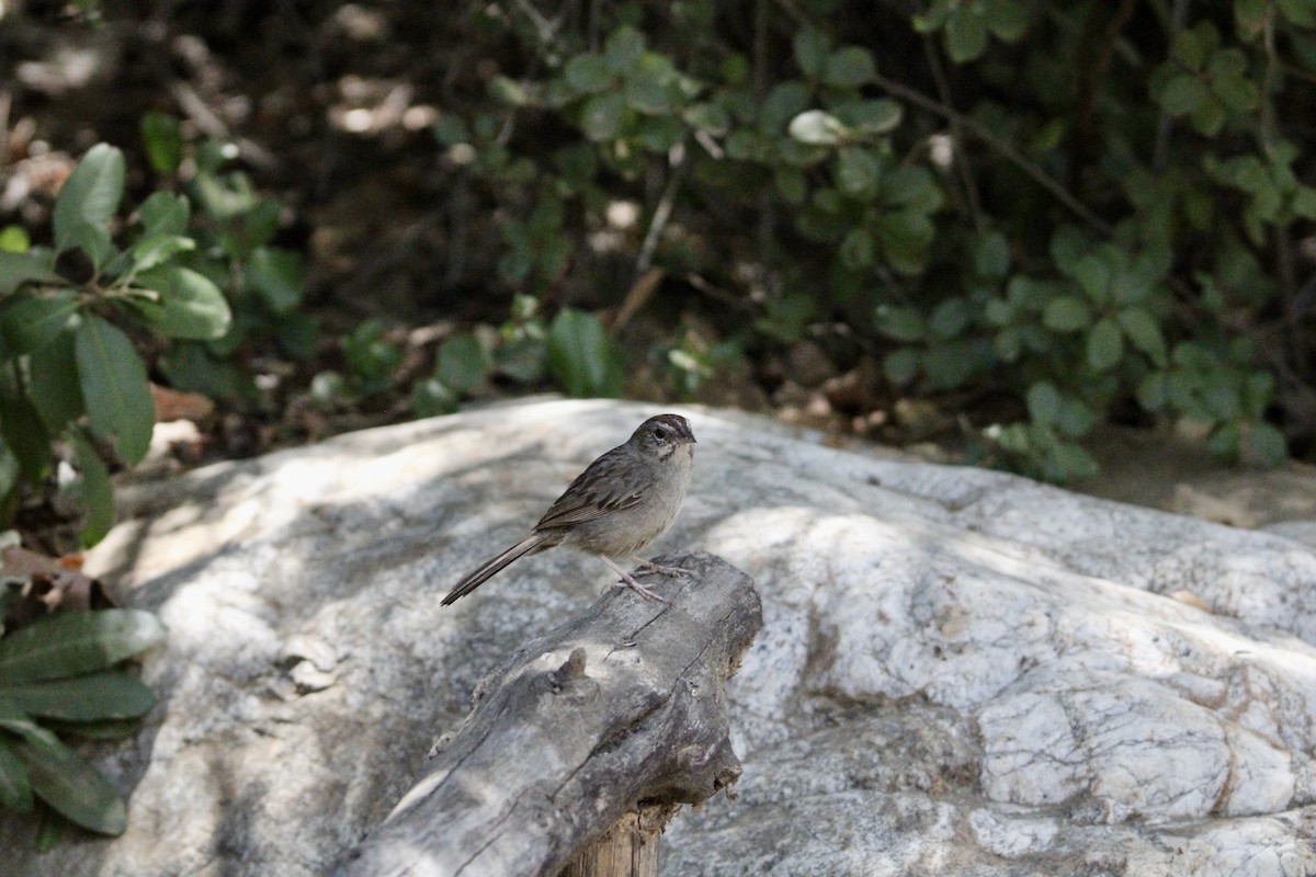 Rufous-crowned Sparrow - ML639034544