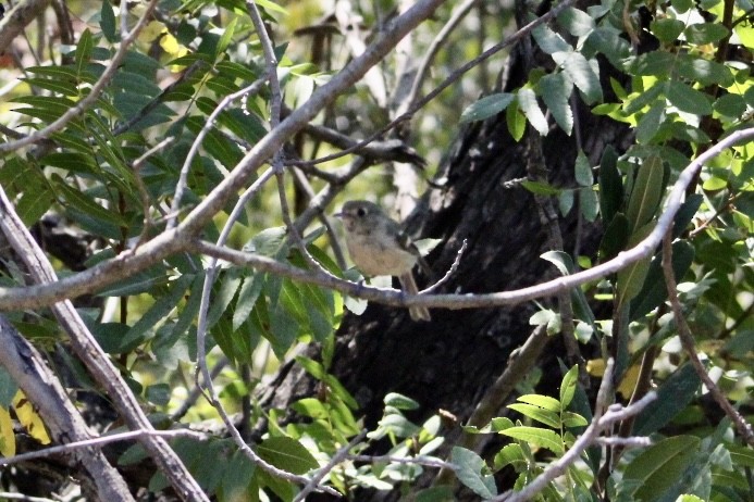 Hutton's Vireo - ML639034551