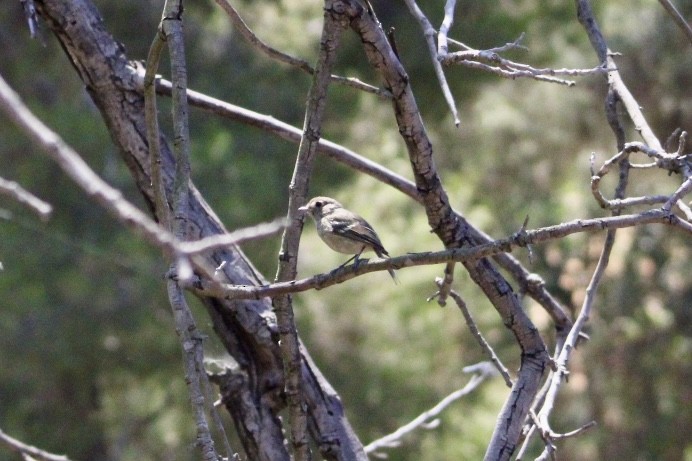 Hutton's Vireo - ML639034552