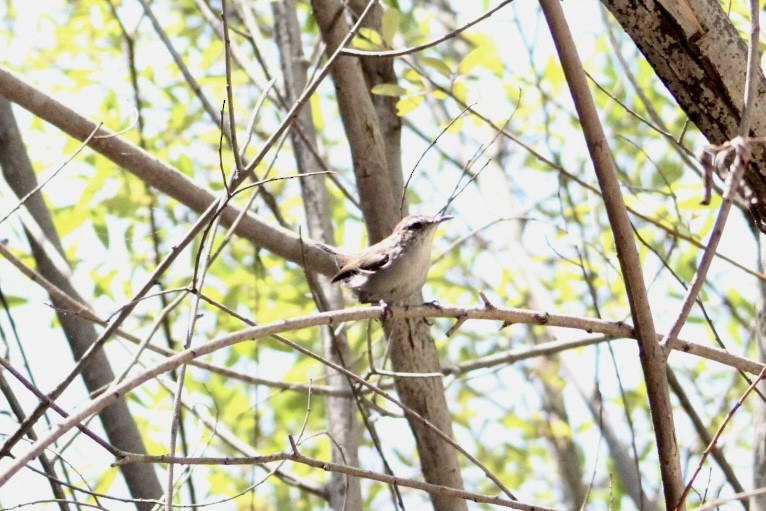 Bewick's Wren - ML639034567