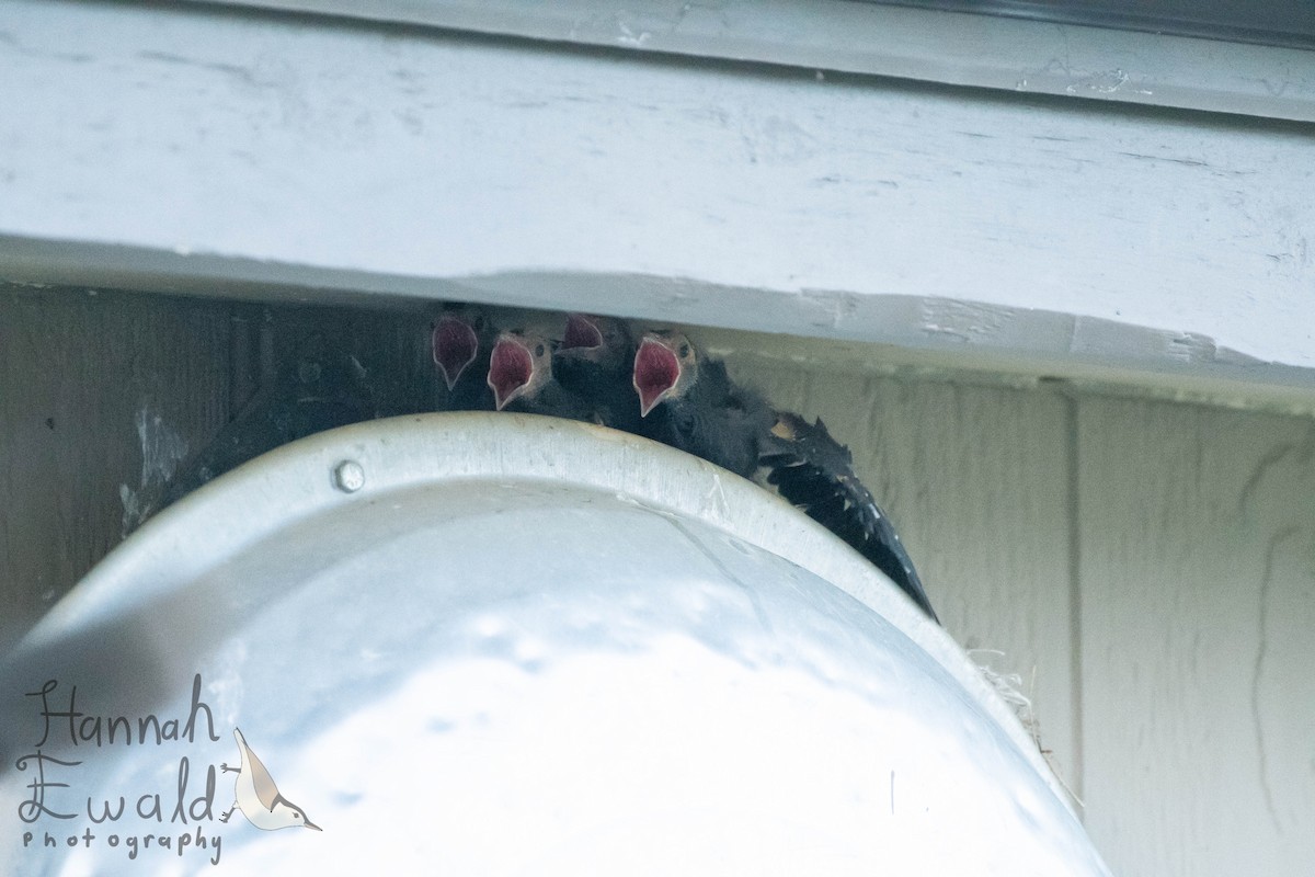 Common Grackle - ML639034600