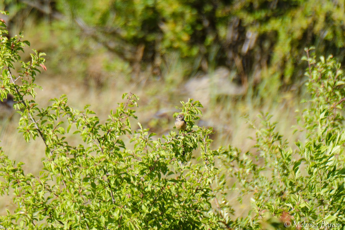 Emberiza sp. - ML639034601
