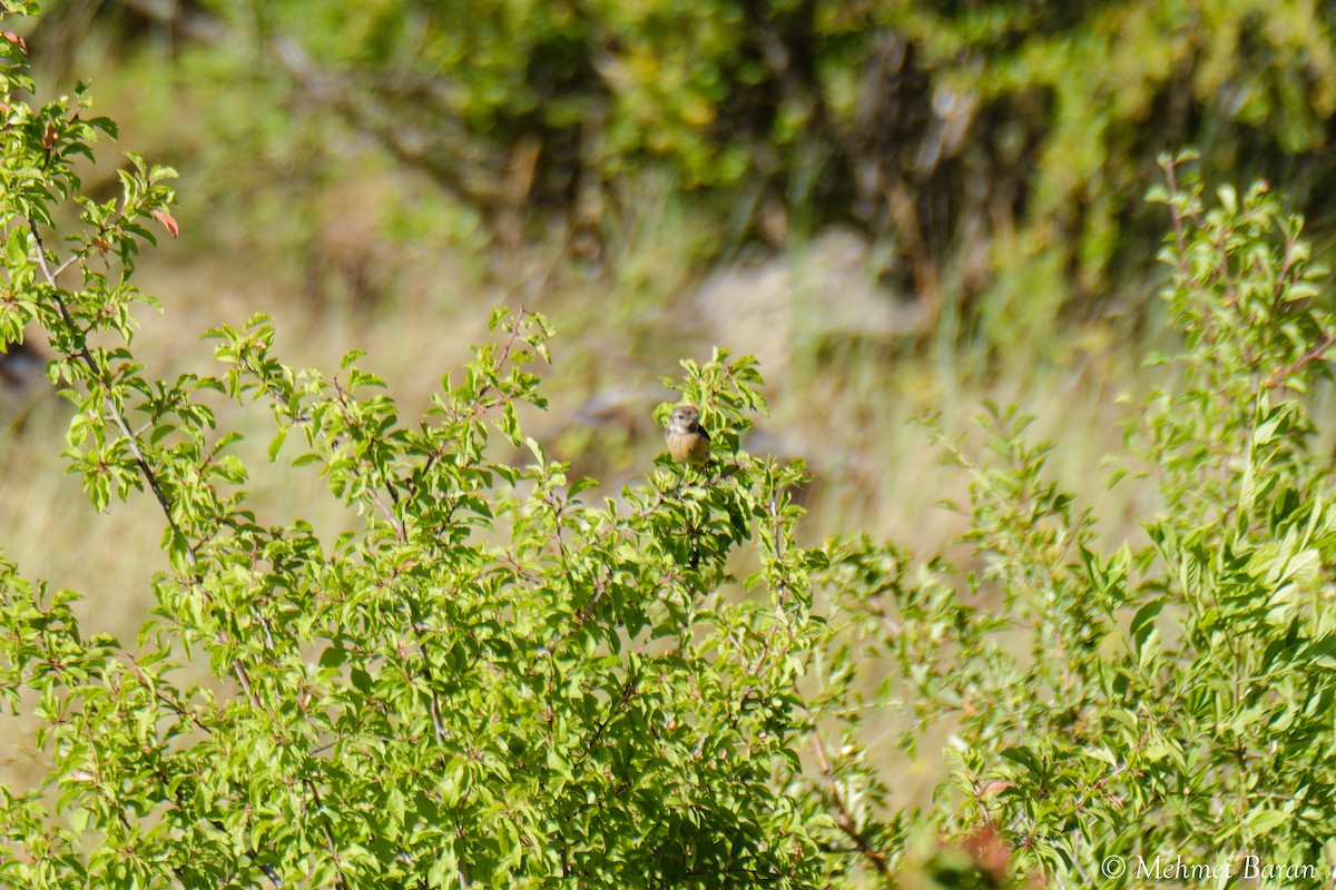 Emberiza sp. - ML639034602