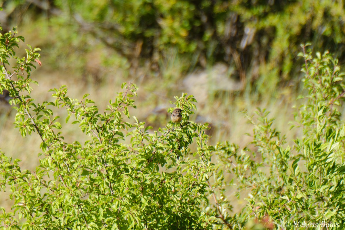 Emberiza sp. - ML639034603