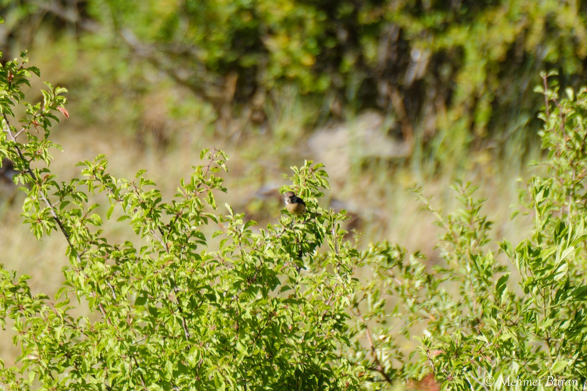 Emberiza sp. - ML639034605