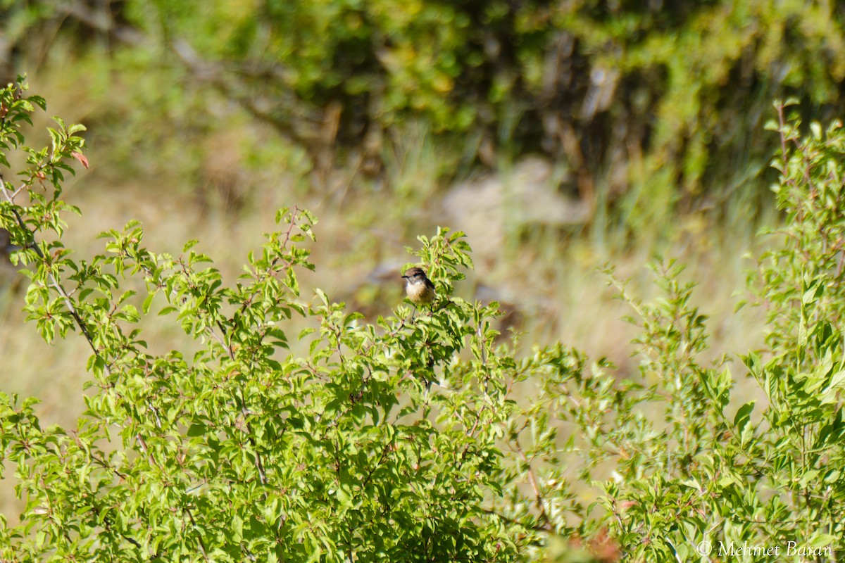 Emberiza sp. - ML639034606