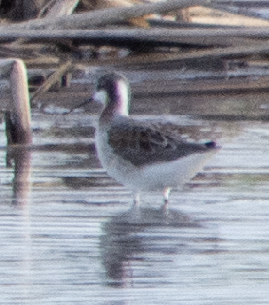 hvithalesvømmesnipe - ML639034625