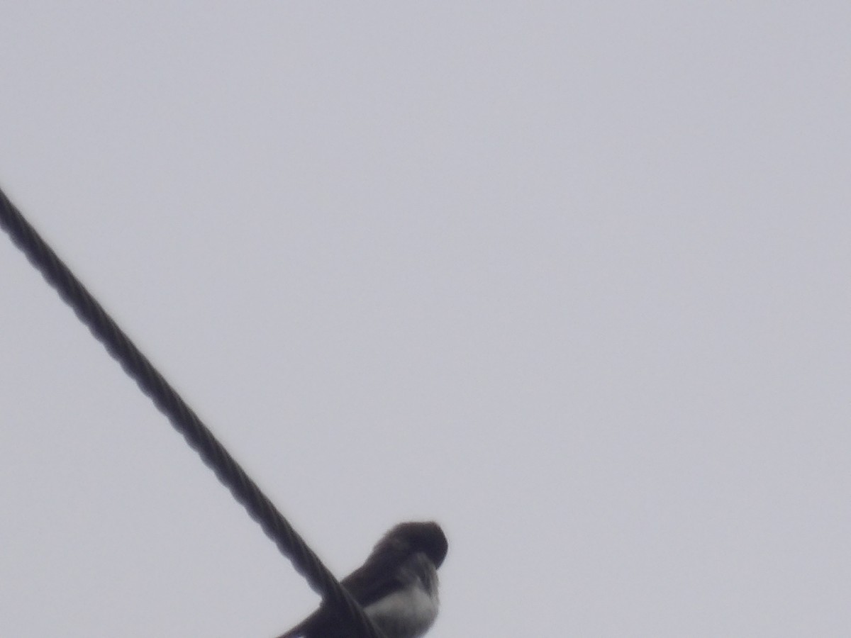 cyansvale (cyanoleuca) - ML639034628