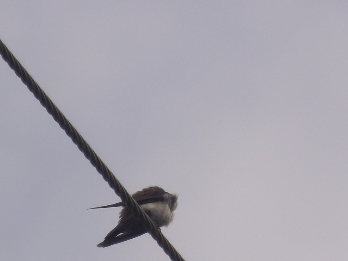 cyansvale (cyanoleuca) - ML639034629