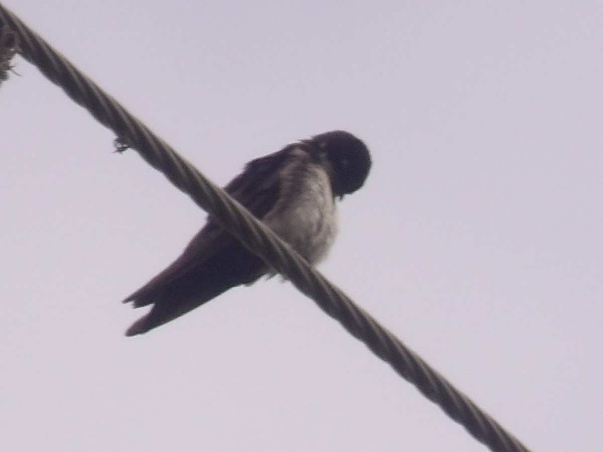 cyansvale (cyanoleuca) - ML639034632