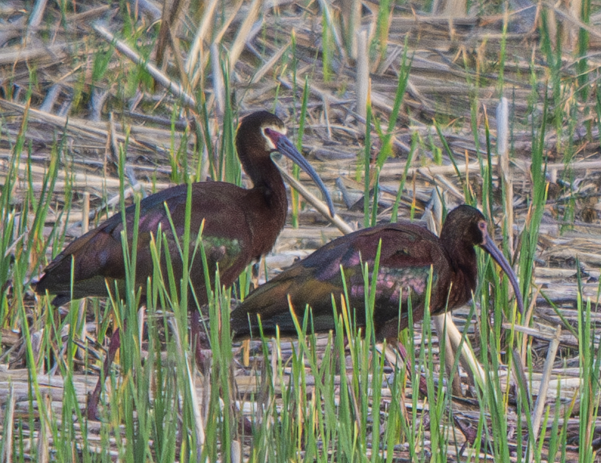 hvitgrimeibis - ML639034633
