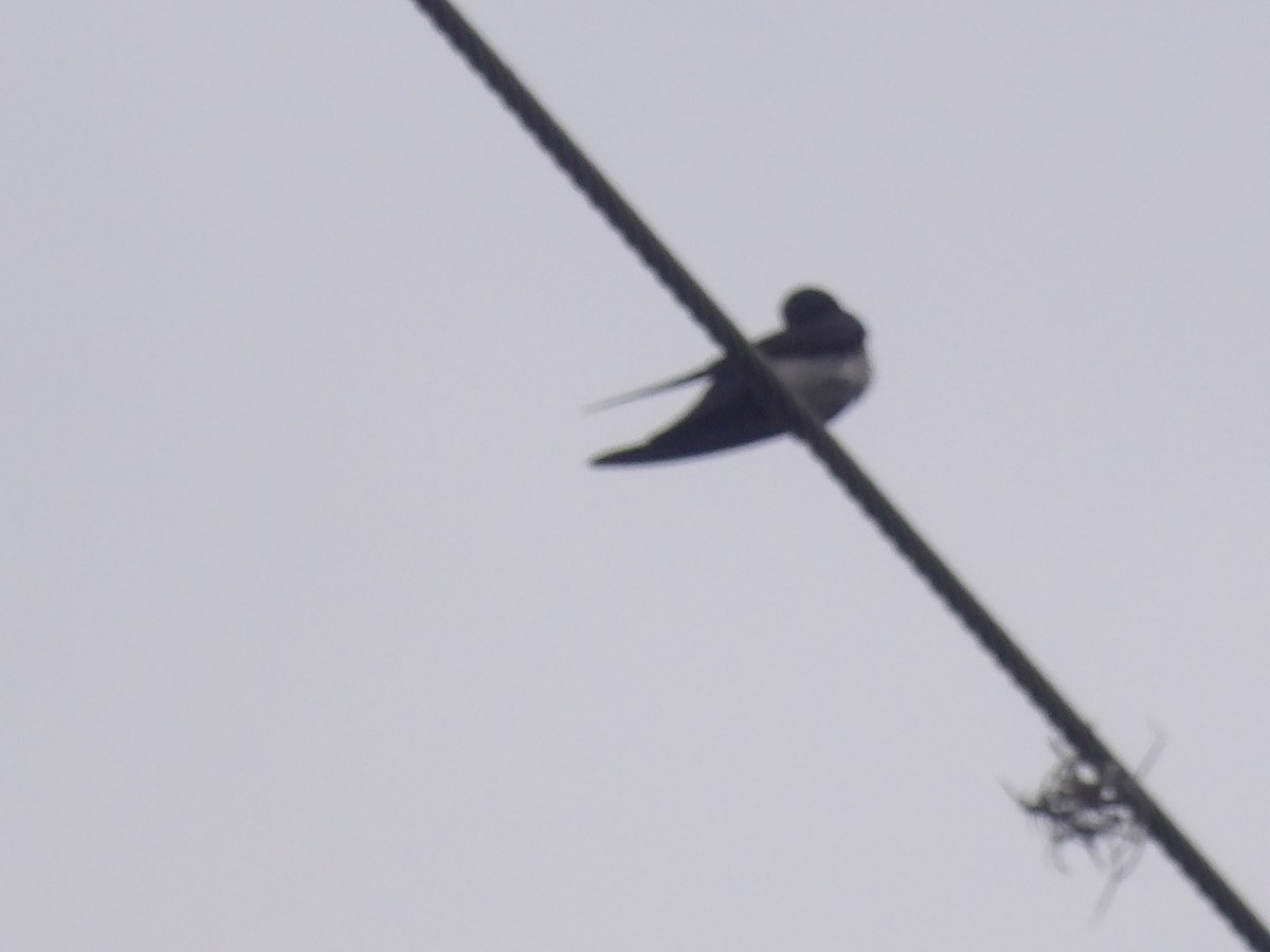 cyansvale (cyanoleuca) - ML639034634