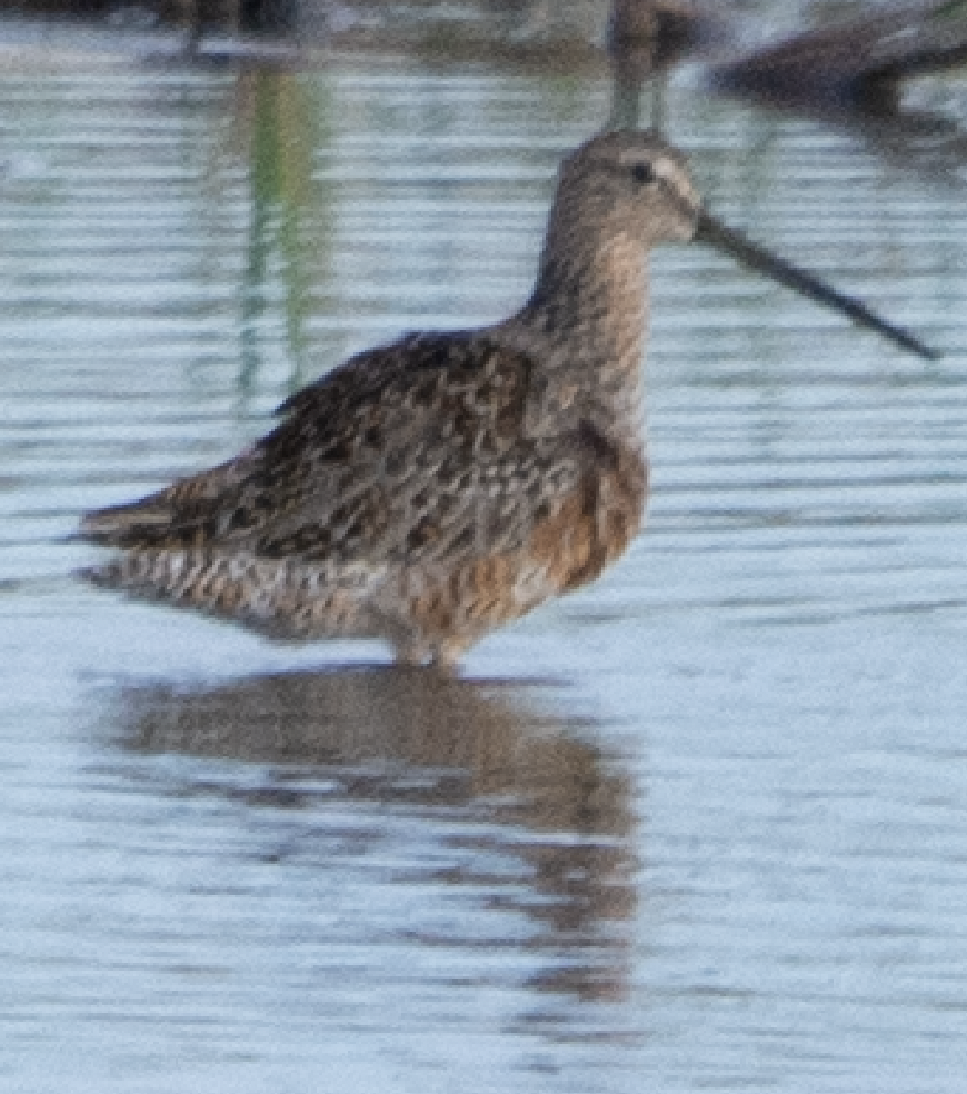 langnebbekkasinsnipe - ML639034638