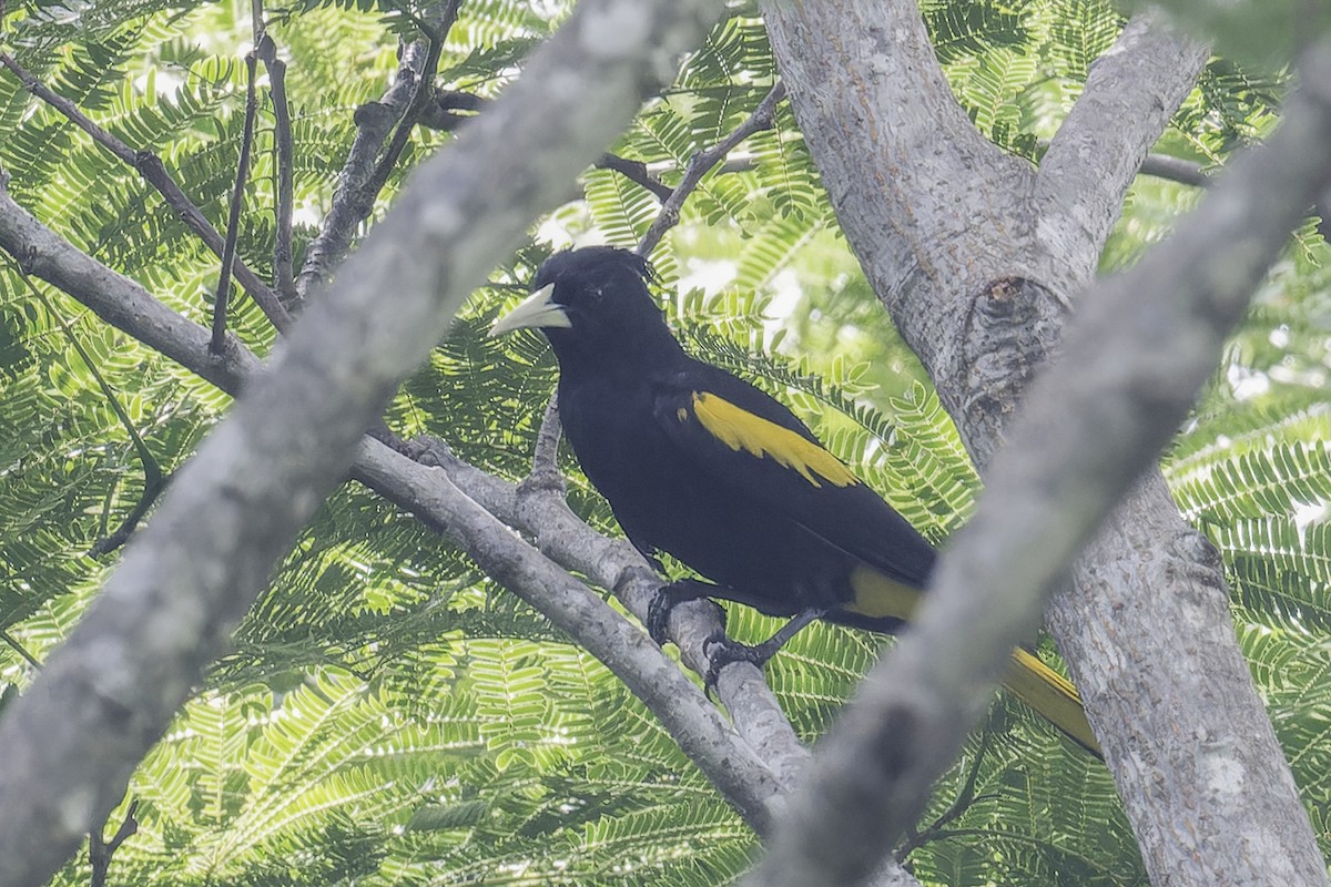 Yellow-winged Cacique - ML639034729