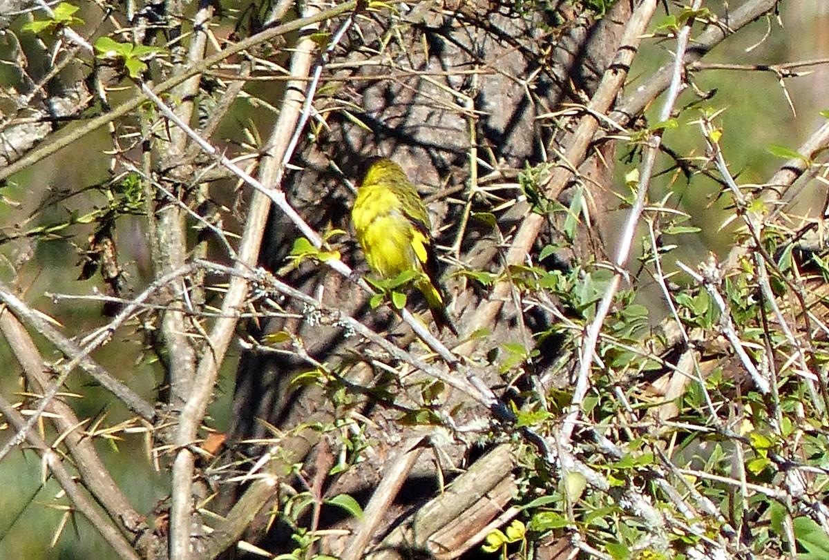 Hooded Siskin - ML639034740