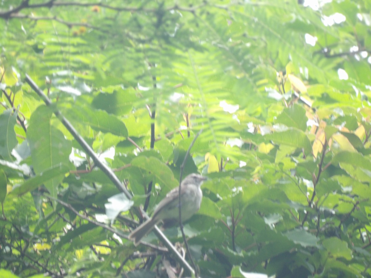 Mouse-colored Tyrannulet (Northern) - ML639034741
