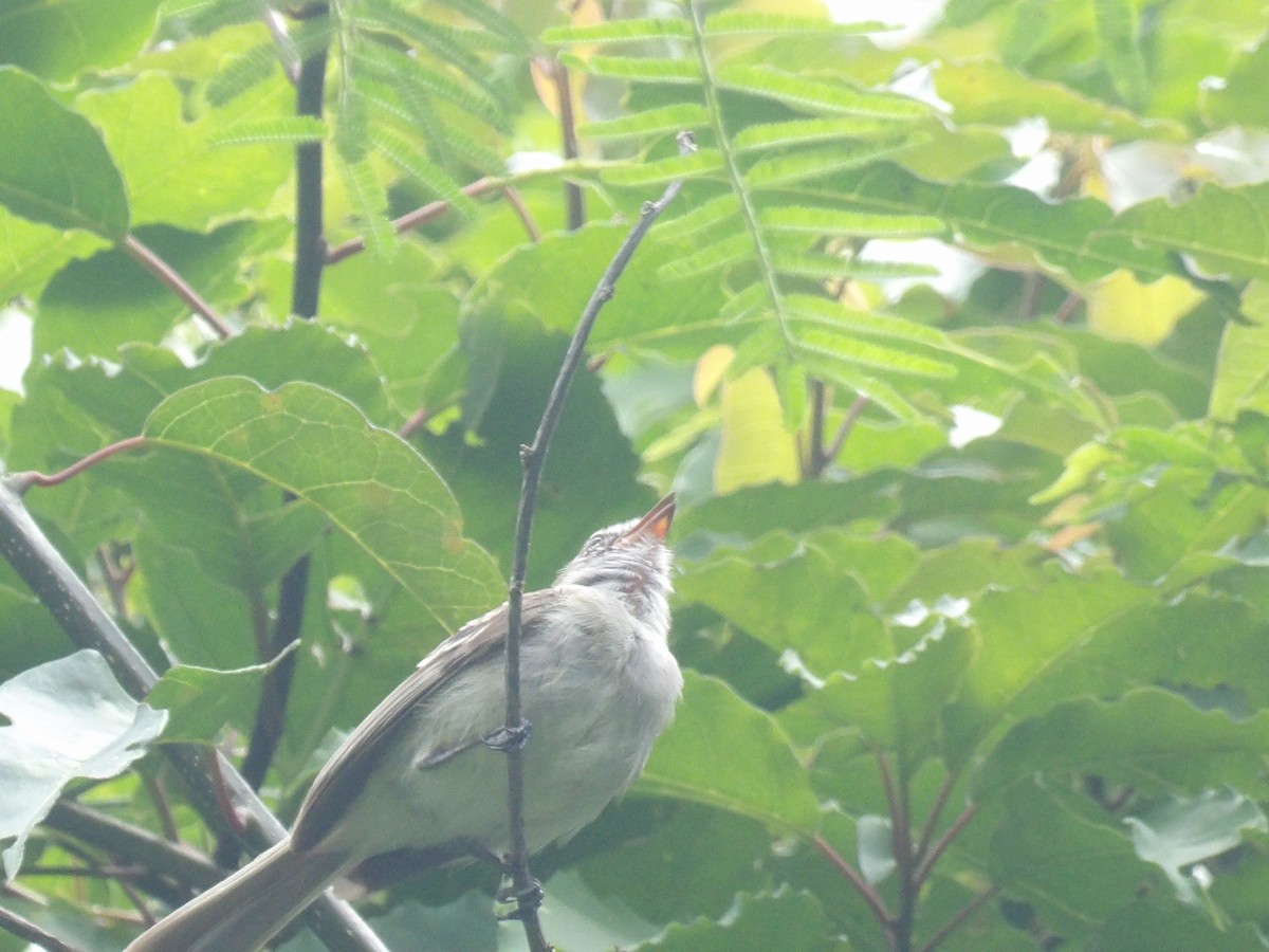 Mouse-colored Tyrannulet (Northern) - ML639034743