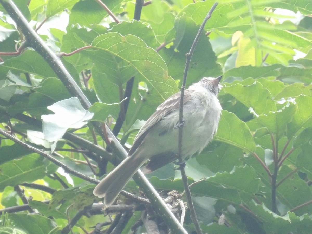 Mouse-colored Tyrannulet (Northern) - ML639034750