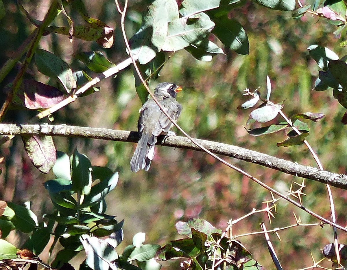 Golden-billed Saltator - ML639034790