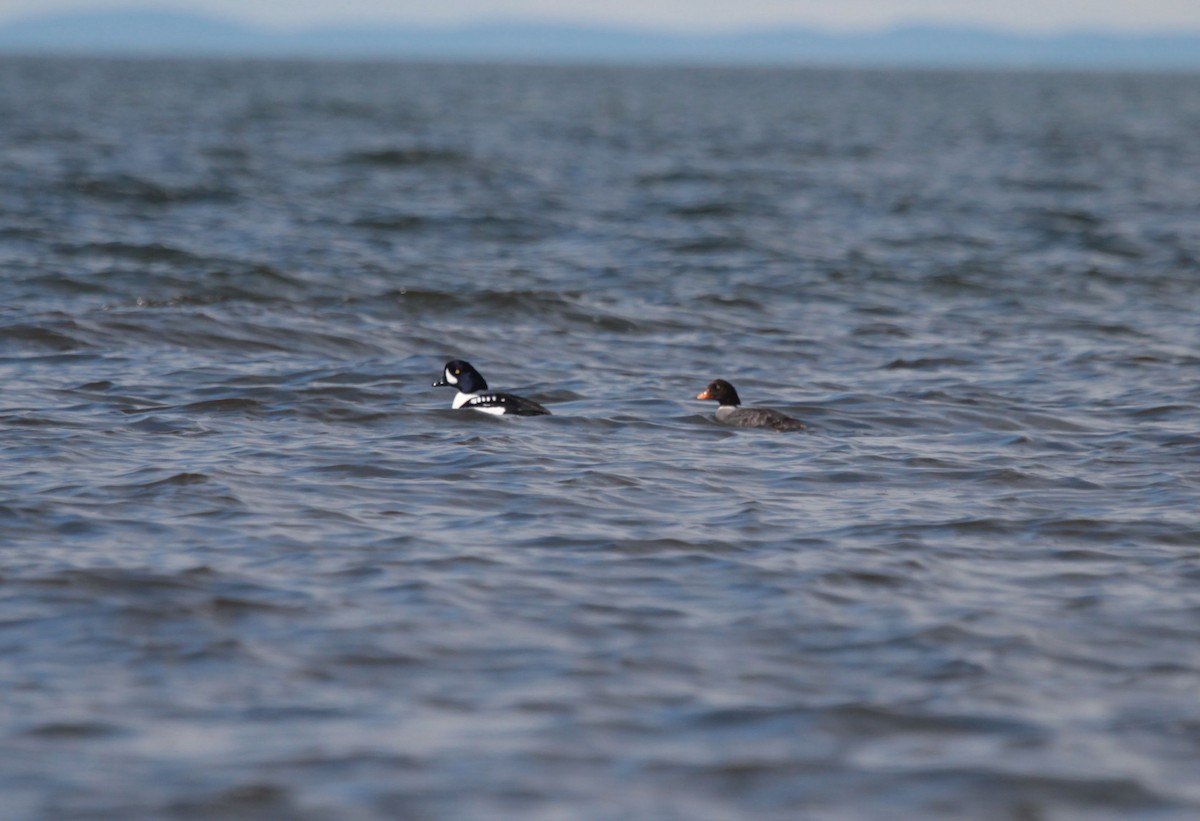 Barrow's Goldeneye - ML639034809