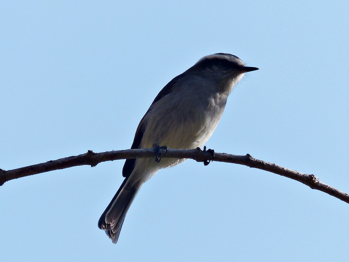 White-browed Chat-Tyrant - ML639034811