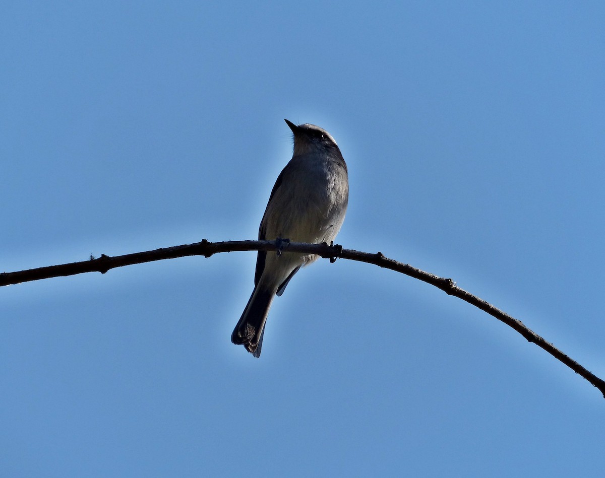 White-browed Chat-Tyrant - ML639034812