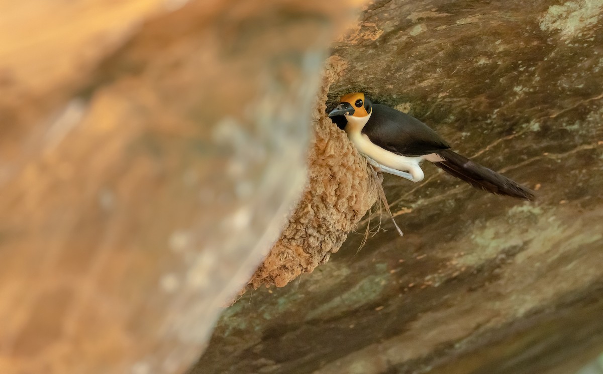 White-necked Rockfowl - ML639034822