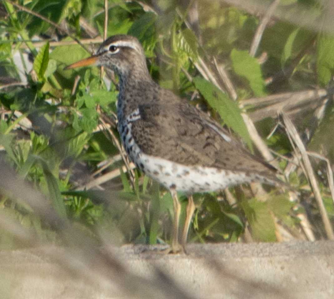 Spotted Sandpiper - ML639034828