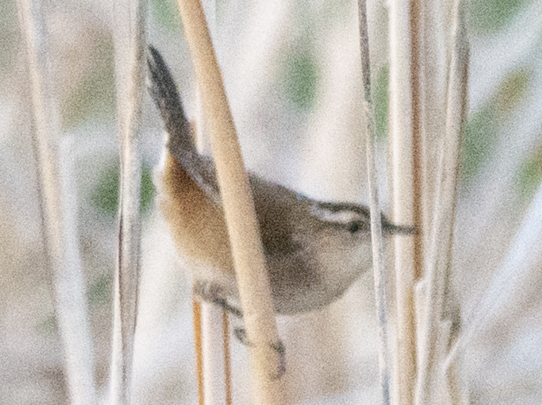 Marsh Wren - ML639034832