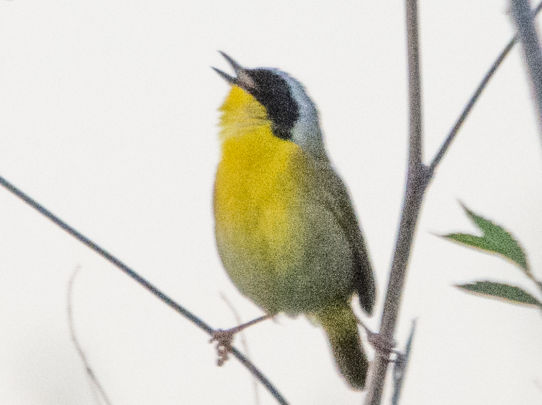 Common Yellowthroat - ML639034835