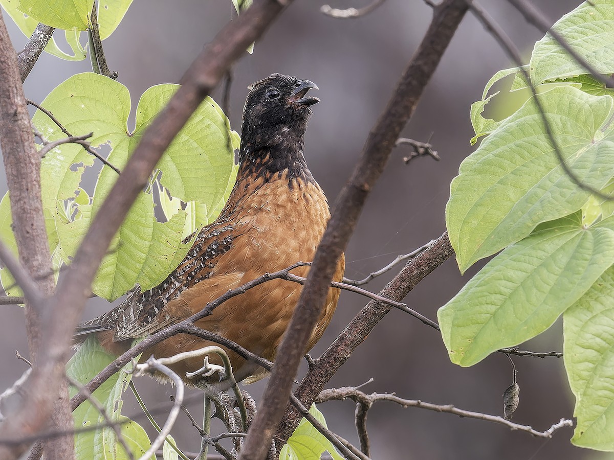 Northern Bobwhite - ML639034866