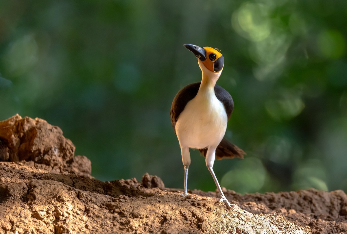 White-necked Rockfowl - ML639034920