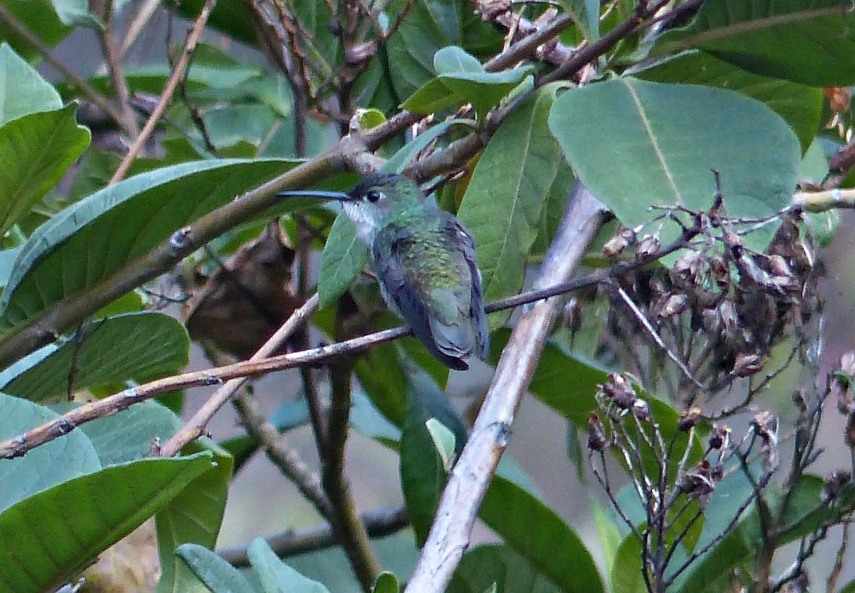 White-bellied Hummingbird - ML639034961