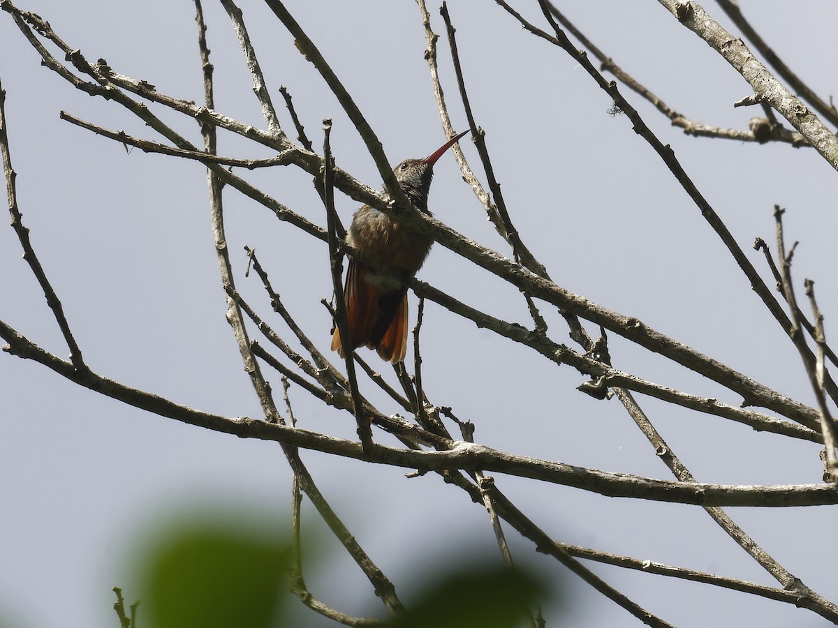 Buff-bellied Hummingbird - ML639034978
