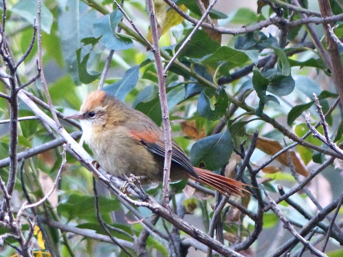 Creamy-crested Spinetail - ML639034989