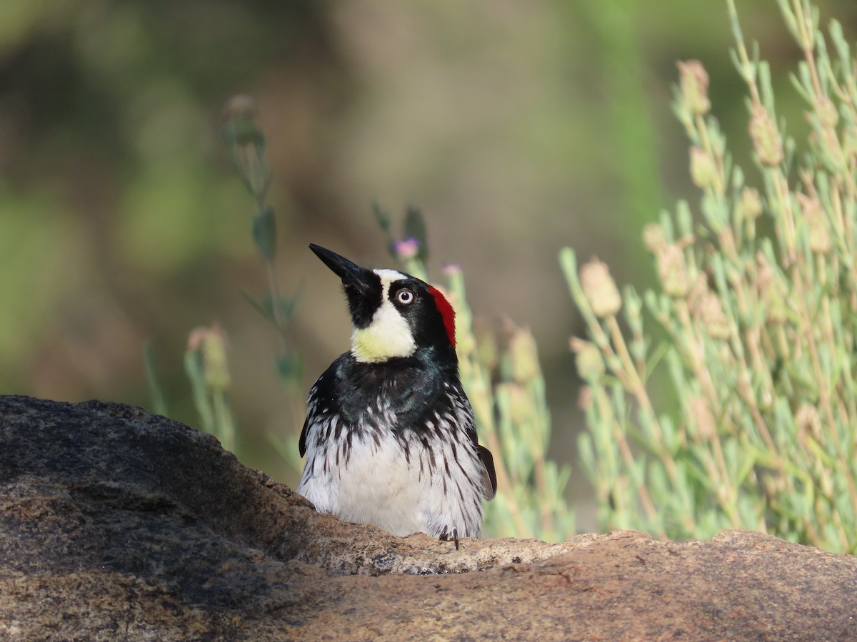 Acorn Woodpecker - ML639035036