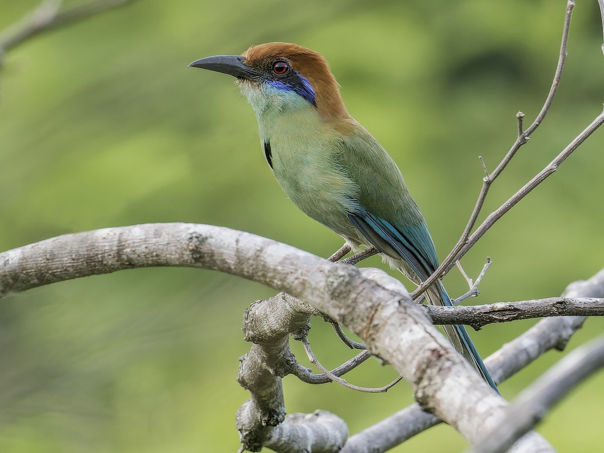 Russet-crowned Motmot - ML639035043
