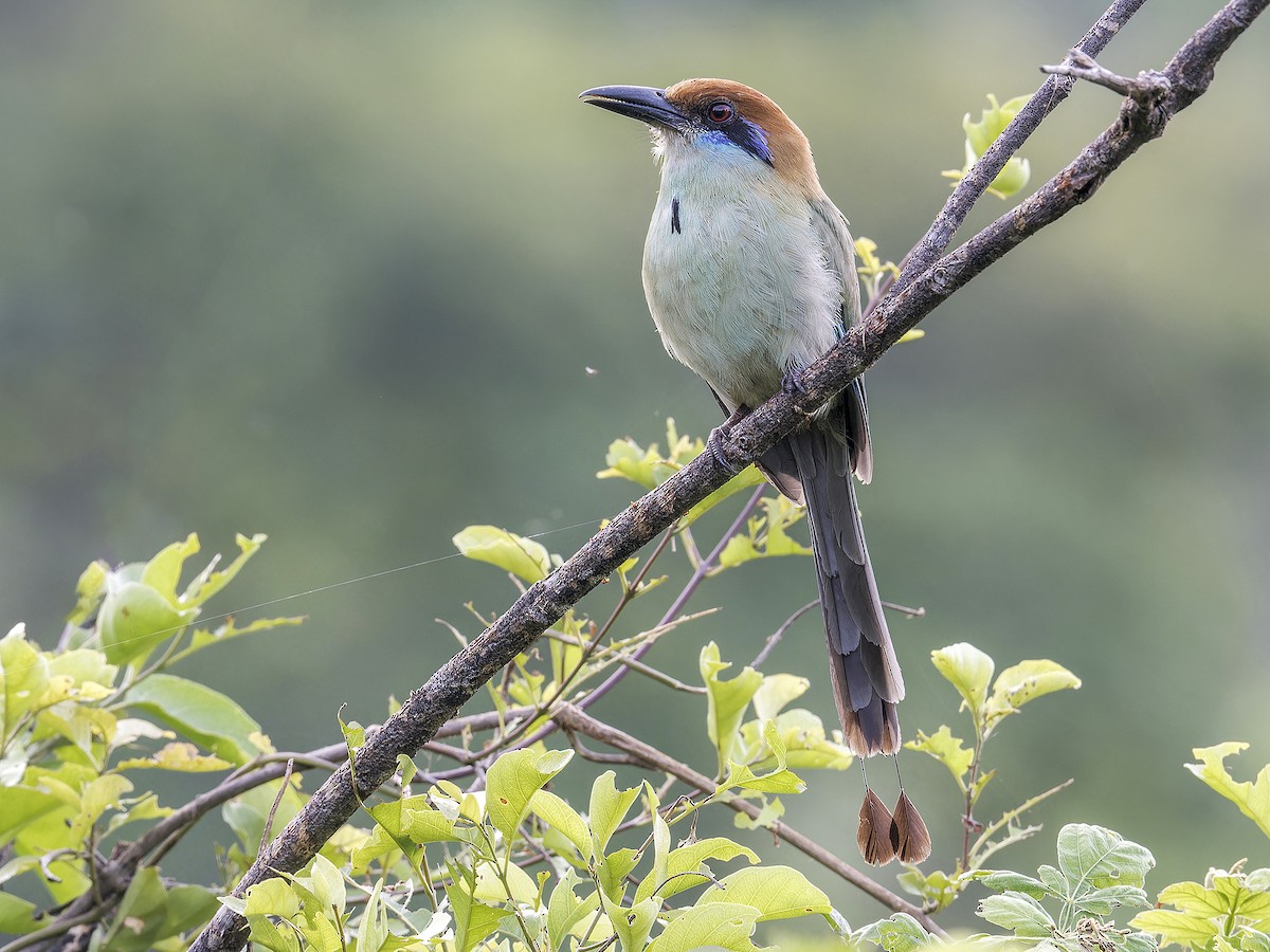 Russet-crowned Motmot - ML639035044