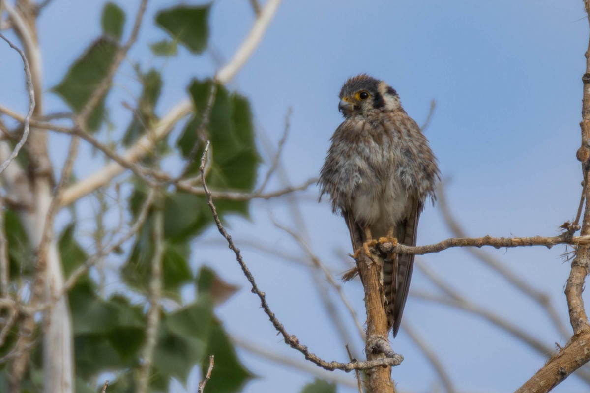 American Kestrel - ML639035055