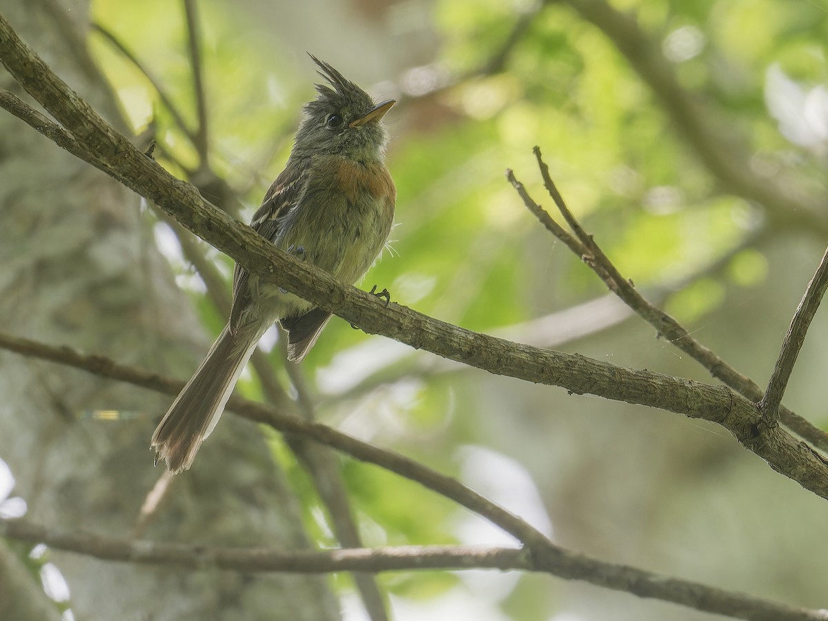 Belted Flycatcher - ML639035056