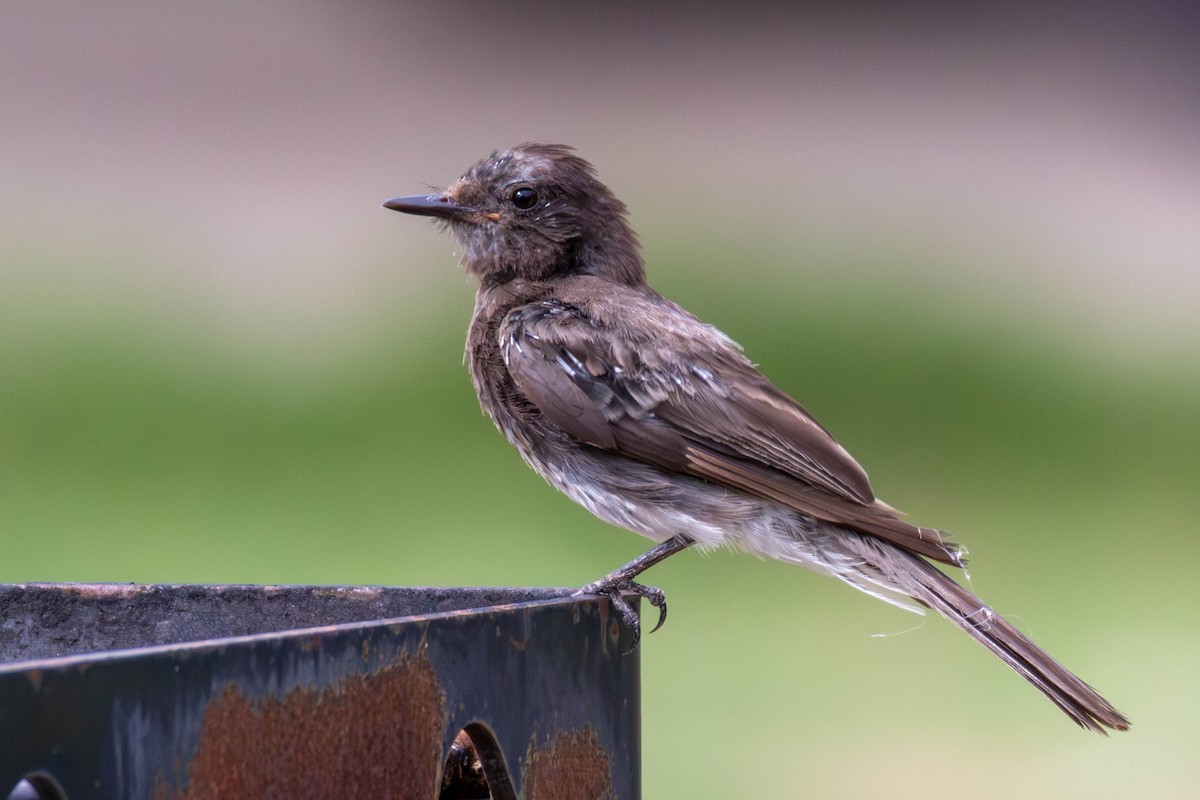 Black Phoebe - ML639035059