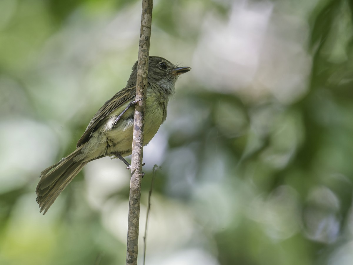 Flammulated Flycatcher - ML639035065