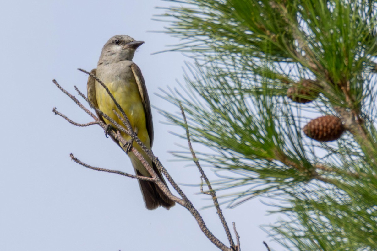 Western Kingbird - ML639035067