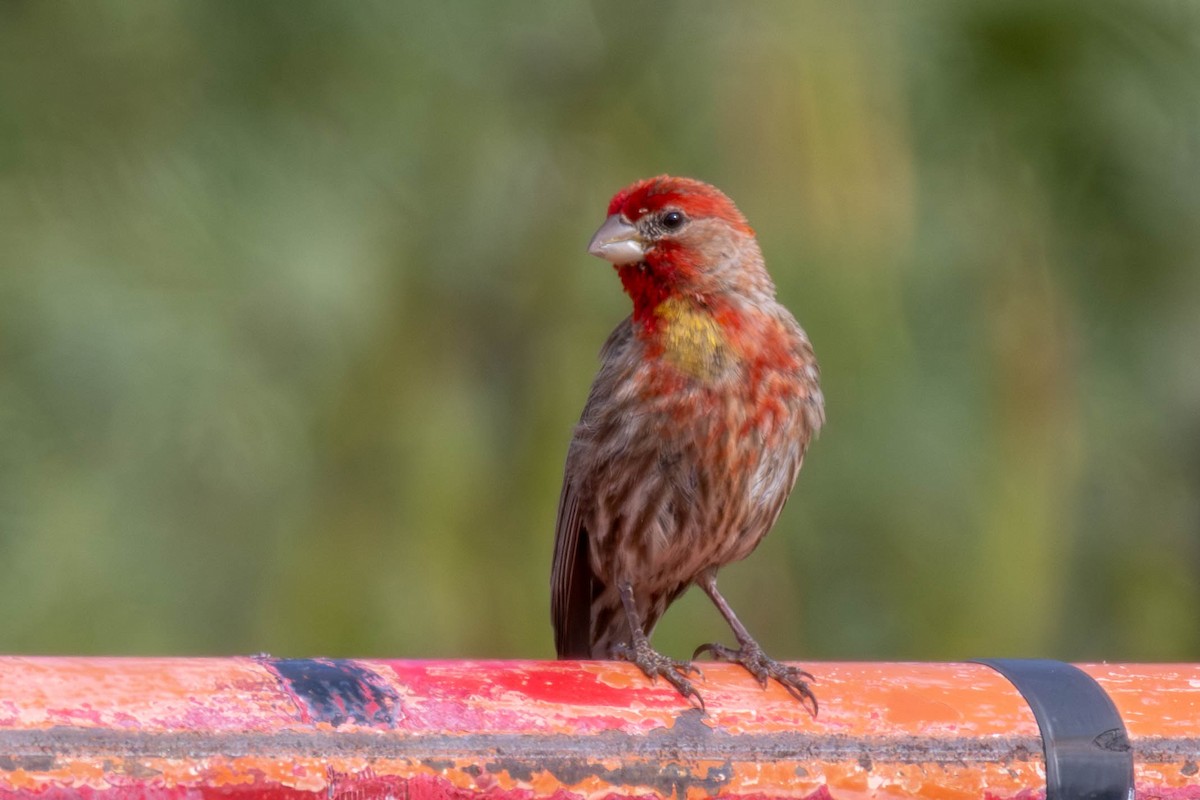 House Finch - ML639035076