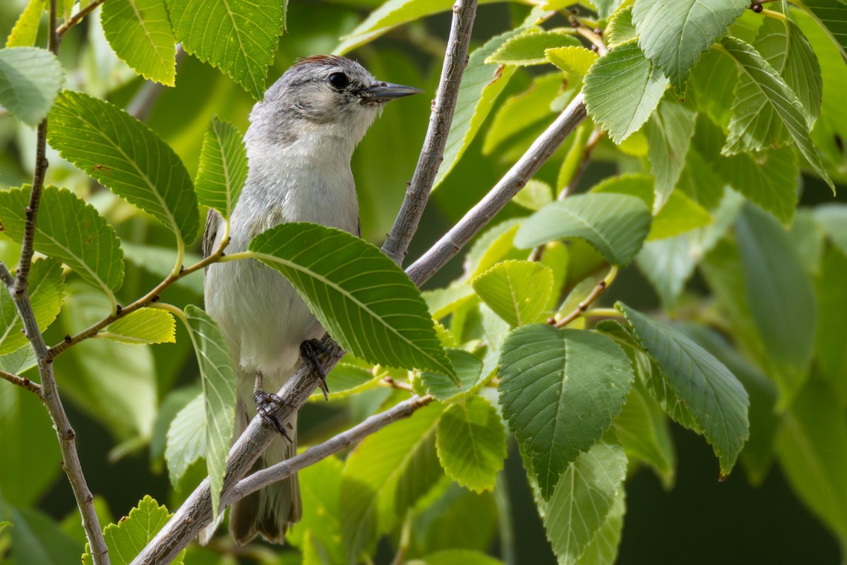 Lucy's Warbler - ML639035092