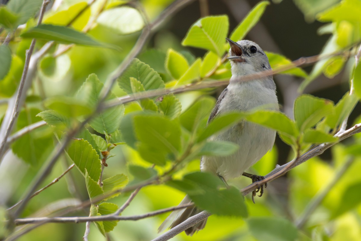 Lucy's Warbler - ML639035096