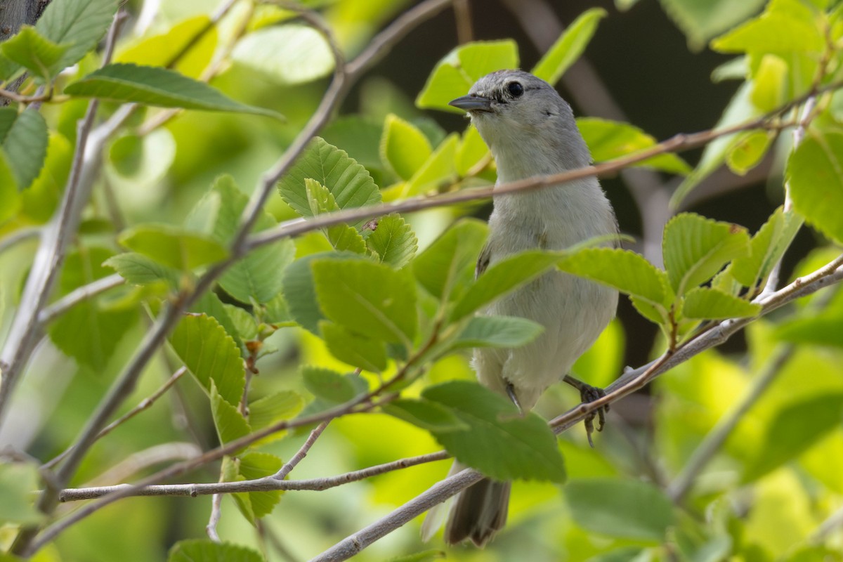 Lucy's Warbler - ML639035101