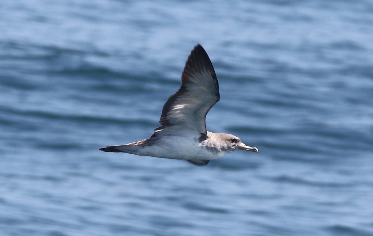 Cory's Shearwater - ML639035104