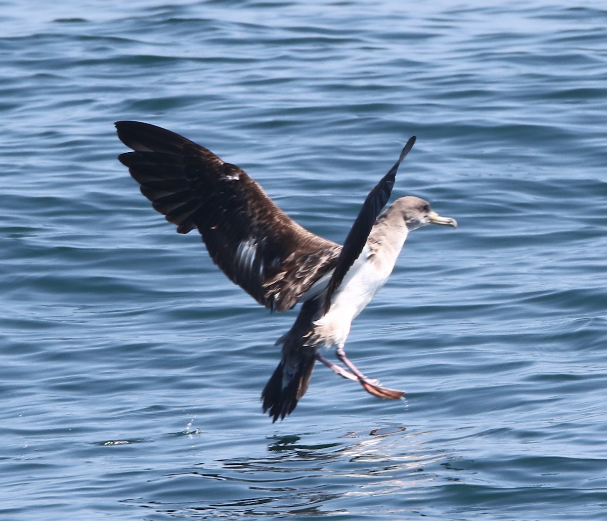 Cory's Shearwater - ML639035108