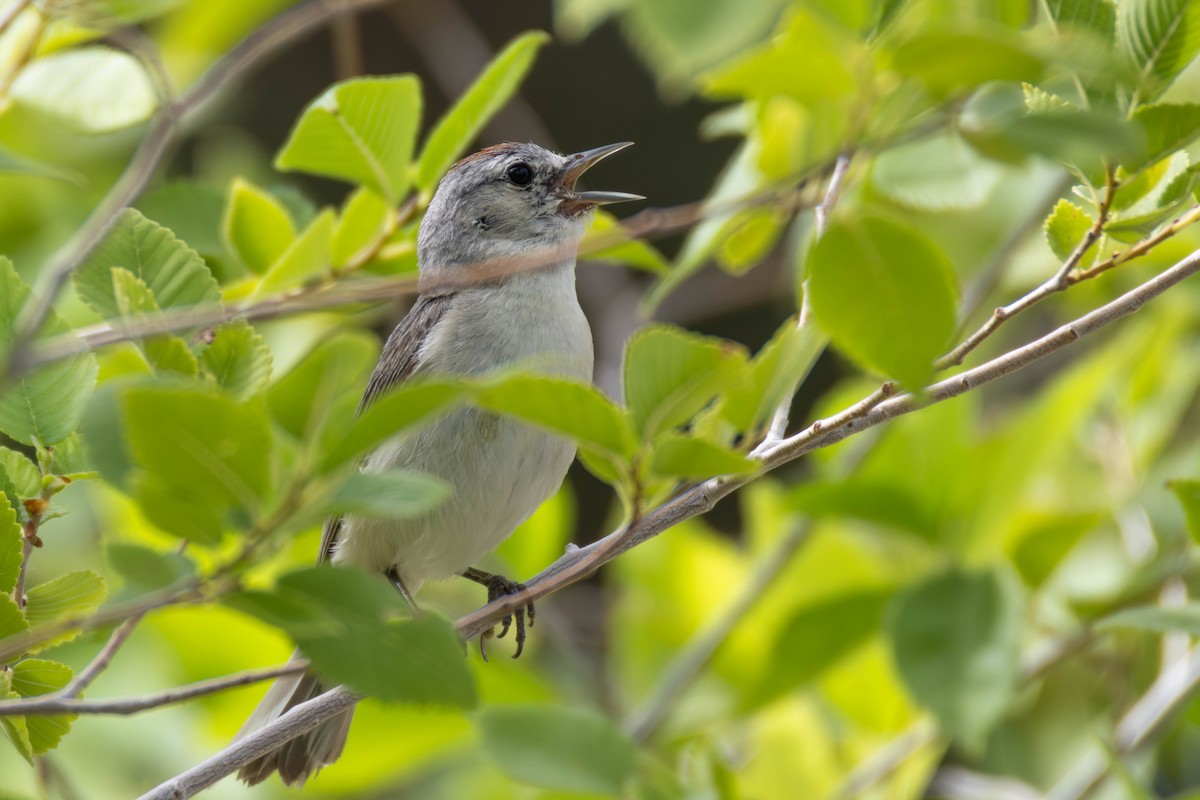 Lucy's Warbler - ML639035109